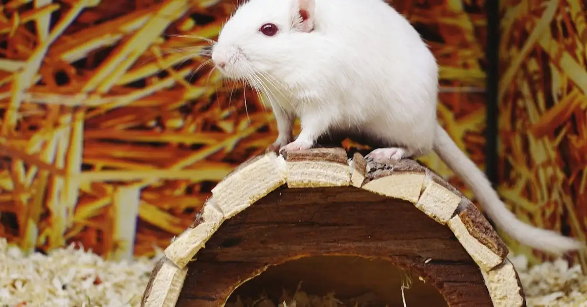 Dierenwinkel Almere Stad Centrum: Alles voor uw huisdier