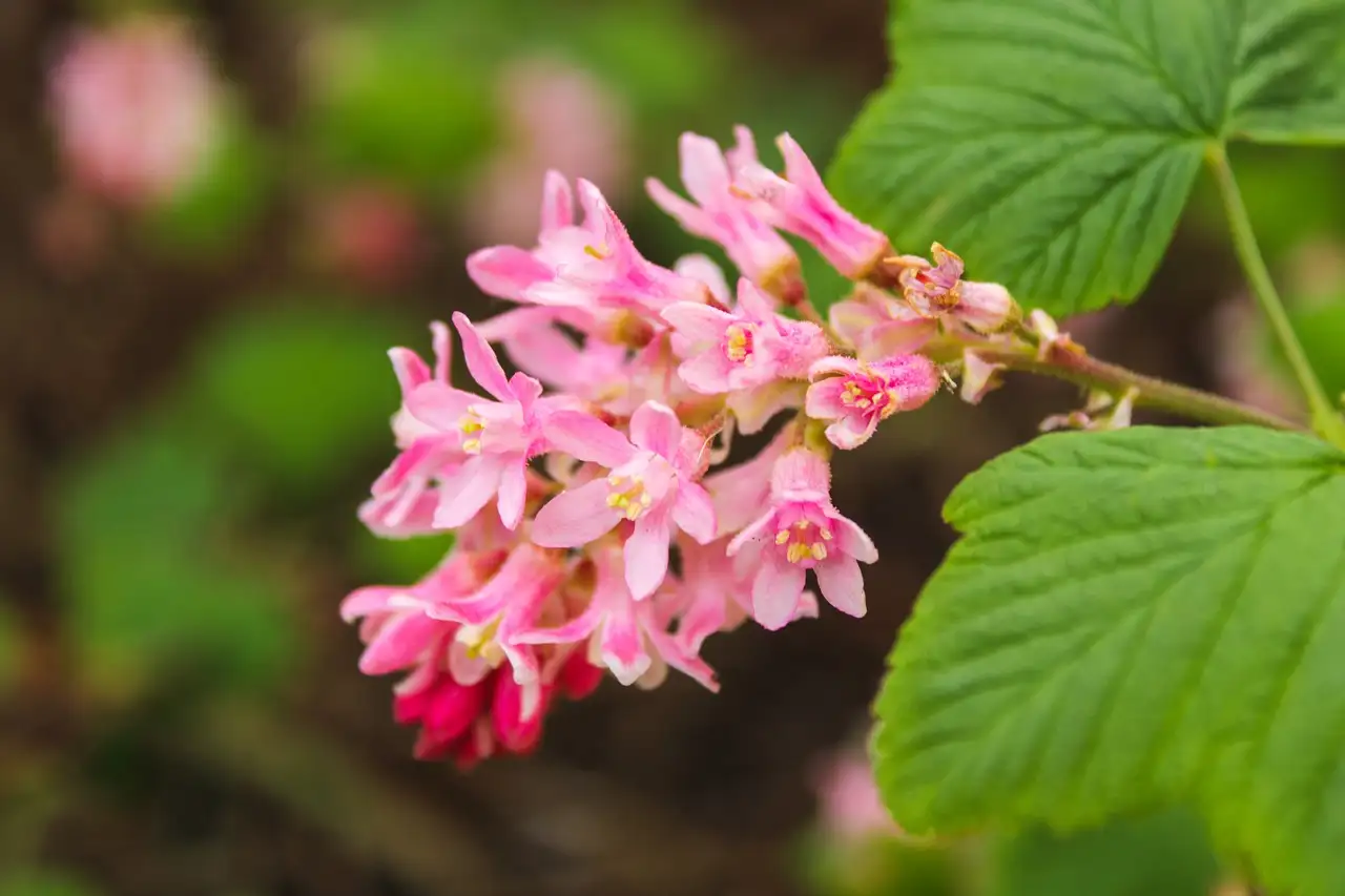 De leukste pluktuin in Almere: Zelf bloemen en fruit plukken.